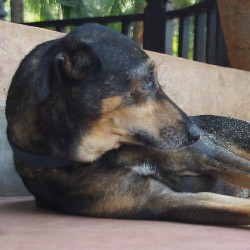 Nasha