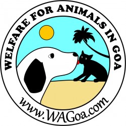 Welfare for Animals in Goa (WAG)