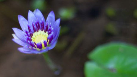 Holistic Yoga Programmes