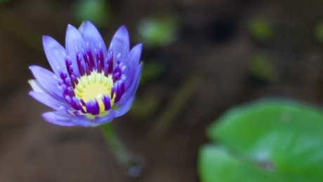 Holistic Yoga Programmes